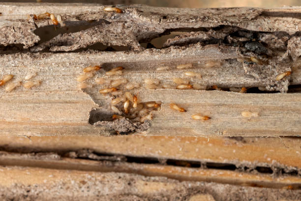 Best Commercial Pest Control Services  in Douglass, KS